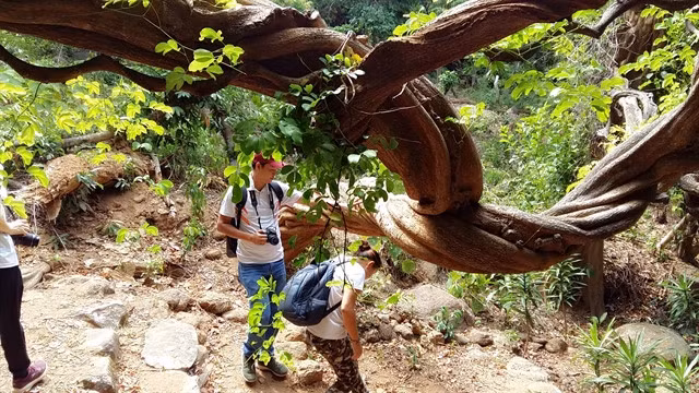 Two visitors join a jungle trip within the Sơn Trà Nature Reserve in Đà Nẵng City. The Nature Education and Experience Centre of GreenViet is a space for school students and nature lovers studying and exploring the nature and wildlife of Sơn Trà Reserve. — VNS Photo Công Thành