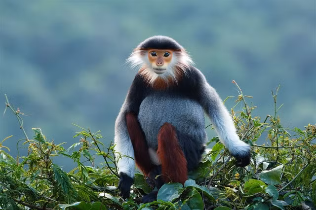 An individual red-shanked douc langurs (Pygathrix nemaeus), an endangered primates species, is found living in the Sơn Trà Nature Reserve in Đà Nẵng City. The city has approved a conservation project of the UK-registered Synchronicity Earth on the endangered primates species of in Đà Nẵng in 2024-26. — Photo courtesy of Bùi Văn Tuấn