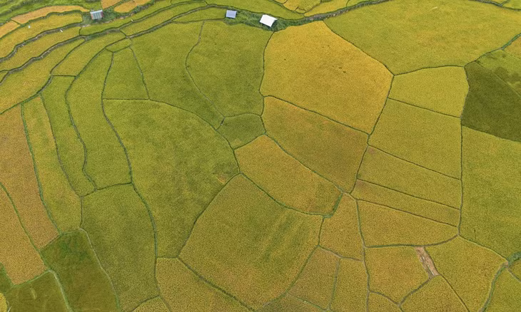 Central Highlands aglow: golden rice paints the terraces ảnh 5 Central Highlands aglow: golden rice paints the terraces