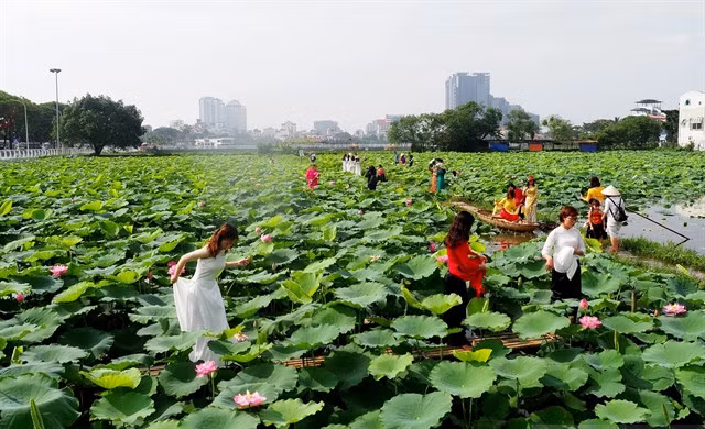 Tourists seen at a lotus lake in the West Lake area. June is an ideal time for lotus lovers take photos with the vibrant blooms. Photo suckhoedoisong.vn