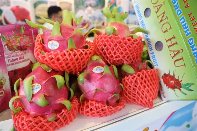Vietnamese dragon fruits are displayed at Fruit Logistica 2024 held in Messe Berlin Exhibition Centre, Germany. VNA/VNS Photo