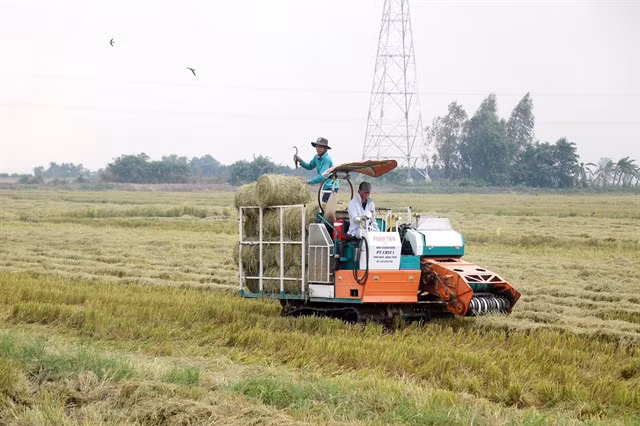 Straw baled ready to grow mushrooms. It has become an imperative to identify roadblocks to creating a circular economy and raise measures to promote the development of this model in Việt Nam. — VNA/VNS Photo Thu Hiền