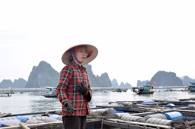 An aquaculture farmer in Quảng Ninh Province looking at her rafts devastated by Typhoon Yagi. — VNA/VNS Photo Thanh Vân