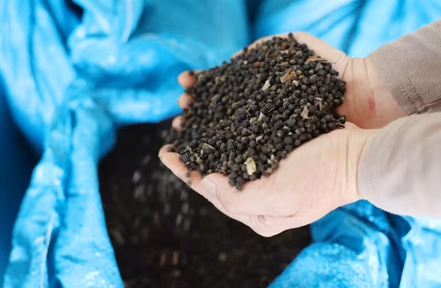 Việt Nam could ship more than US$1 billion worth of pepper abroad for the whole 2024. — VNA/VNS Photo