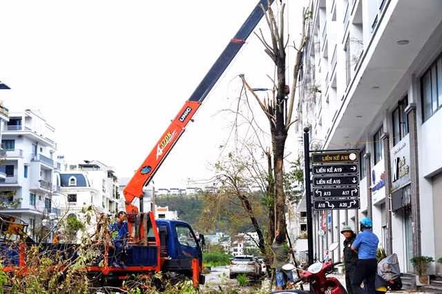 Environmental workers use a crane to replant trees that were uprooted by the typhoon in Hạ Long City. More than 2,000 volunteers have joined the city's post-disaster clean-up efforts. — VNA/VNS Photo