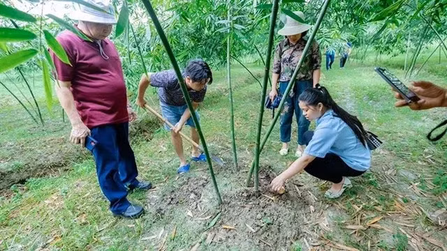 Tourists experience cultivating bamboo at an agricultural tourism model in Bắc Giang province. Photo Nhân Dân Newspaper