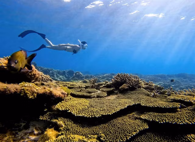 Phú Quý Island has a wonderful coral ecosystem. — Photo phanthietvn.com
