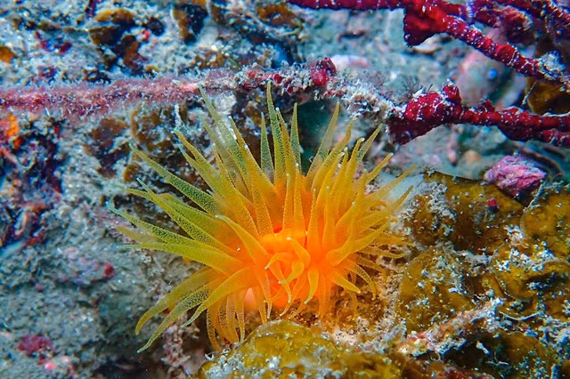 Many strange sea creatures in the coral reef of Cô Tô Island. — Photo vietnamnet.vn