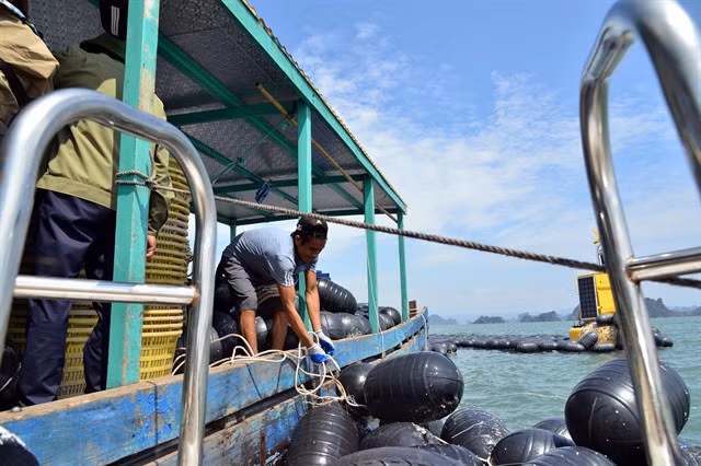 A fisherman gathers buoys for oyster farming after the storm. The Government has asked the State Bank of Việt Nam to develop new credit programmes with appropriate preferential interest rates for customers to restore production and business after storm Yagi. — VNA/VNS Photo Thanh Vân