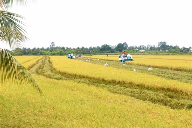 Harvesting rice with Tiến Thuận Cooperative in its project fields. — VNA/VNS Photo