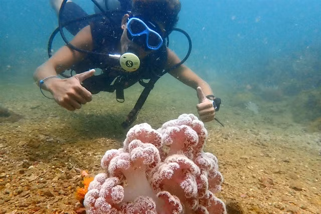 A tourist dives to see coral off Cô Tô Island. — Photo vietnamnet.vn