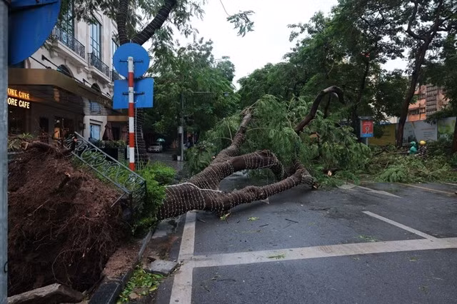A big tree is uprooted on Lý Lường Kiệt Street in Hà Nội. VNA/VNS Photos