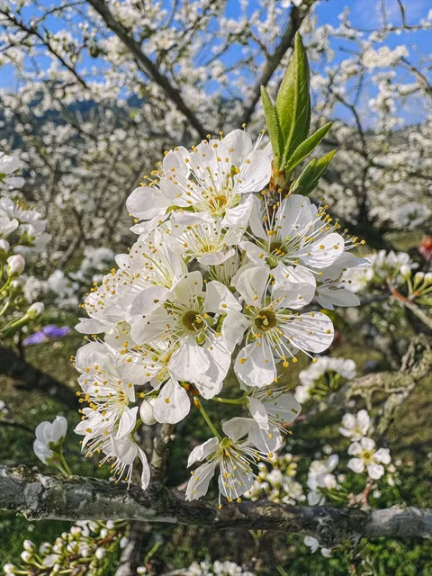 Mộc Châu is in full bloom. — Photo dantri.com.vn