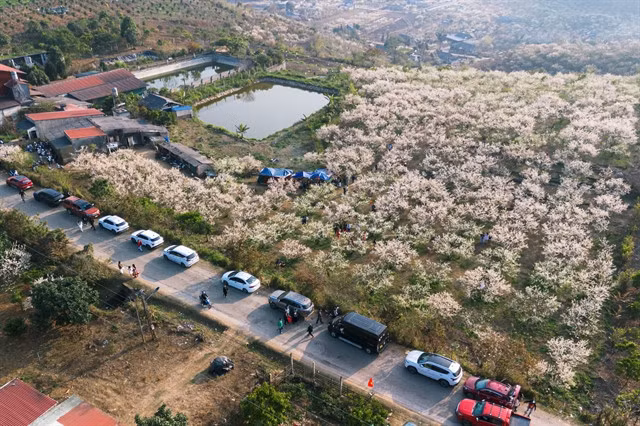 Many tourists flock to Mộc Châu to witness plum blossom season. — Photo laodong.vn
