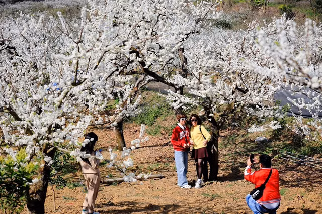 Mộc Châu attracts many tourists. — Photo dantri.com.vn