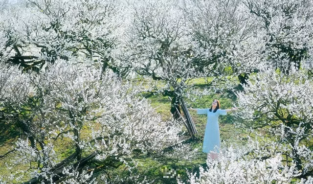A tourist enjoys her moment in a plum garden. — Photo dantri.com.vn