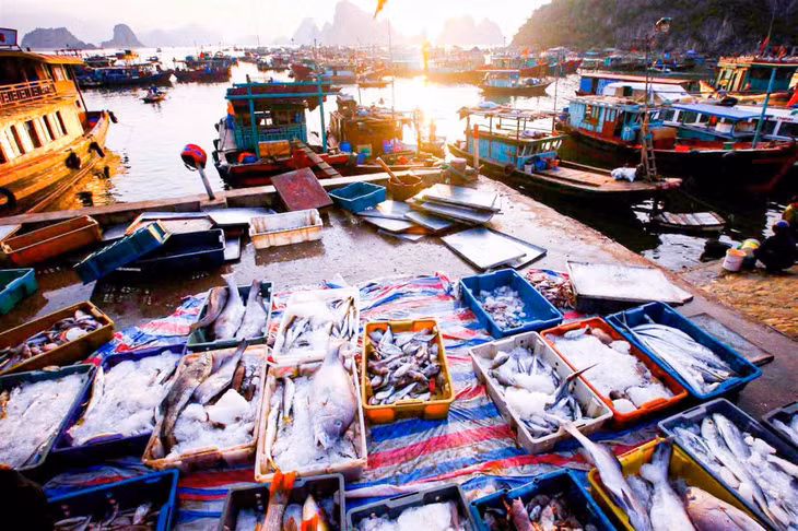 Fresh catches are brought ashore, reflecting fishermen’s diligence, resilience at sea and aspiration for sustainable livelihoods from their coastal homeland.