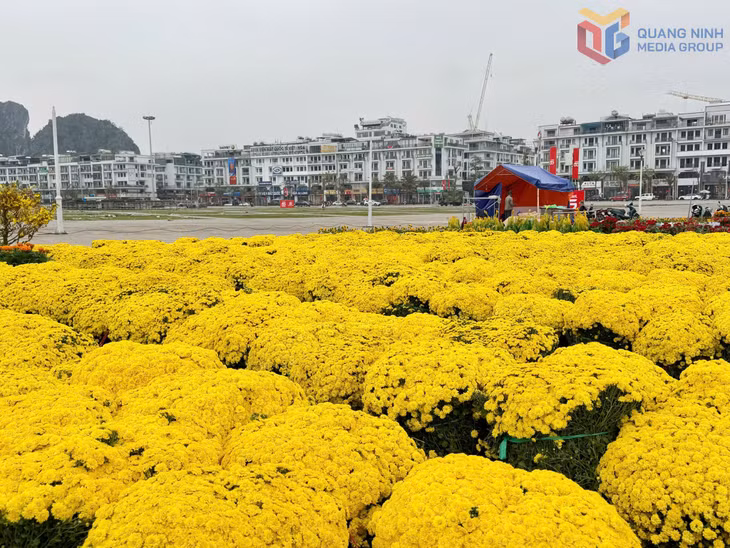 A vibrant carpet of yellow chrysanthemums.