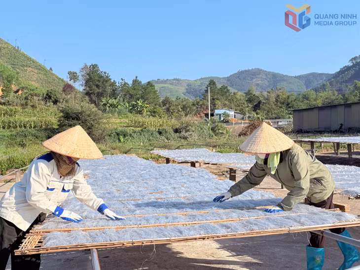 Production of the 5-star OCOP Binh Lieu arrowroot vermicelli at Binh Lieu Trading and Services JSC