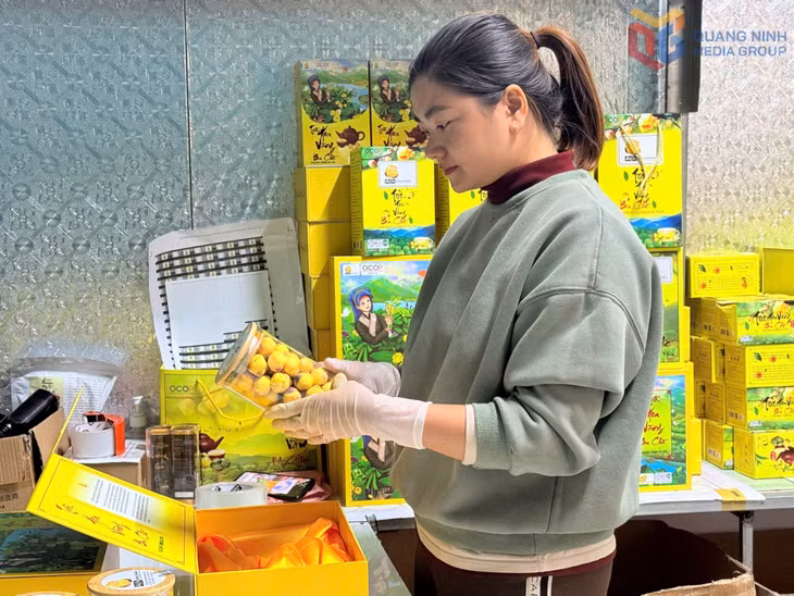 Ba Che golden camellia tea, an OCOP product of the Ba Che Golden Camellia Medicinal Cooperative, has upgraded packaging and design to meet gift demand.