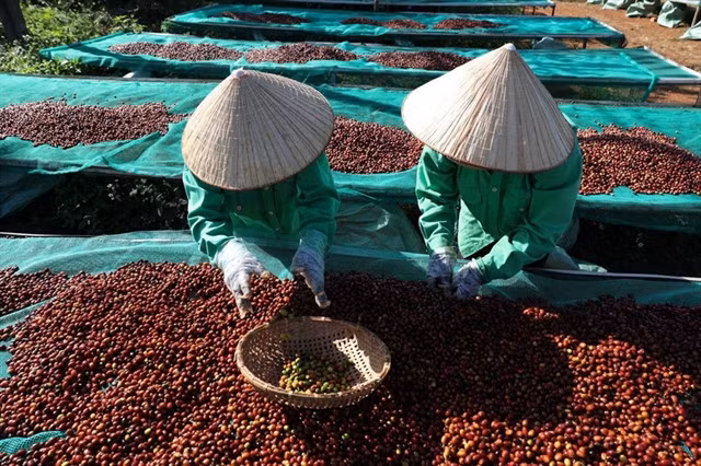 Workers remove unripe (green) coffee cherries to ensure quality raw materials for specialty coffee production. — VNA/VNS Photo Tuấn Anh