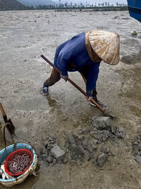A local woman harvests 'sá sùng' (peanut worm) from a tidal flat, continuing a tradition rooted in island life. VNS Photo Thúy Hằng