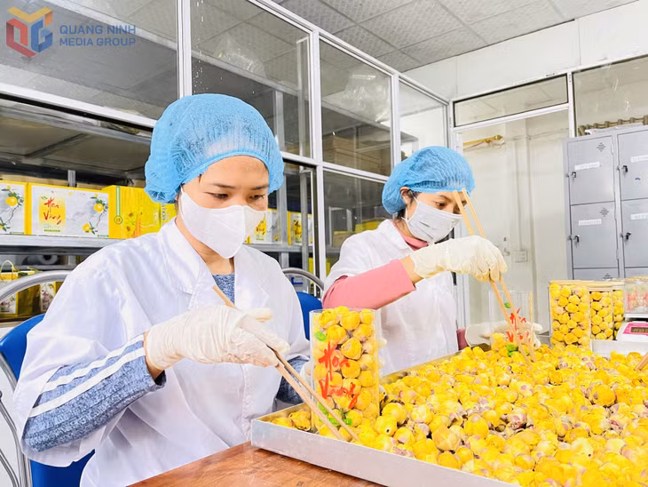 Yellow camellia tea, a national 5-star OCOP product, is being processed and perfected at Dap Thanh Forestry Trading Joint Stock Company.