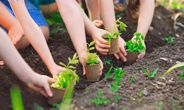 Vietnam is resolved to plant 1 billion trees in the 2021-2025 period. (Photo: VNA)