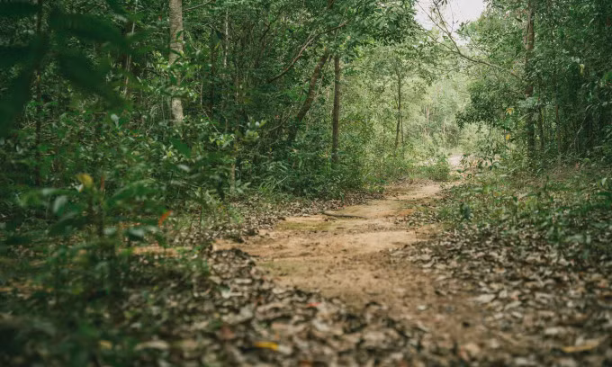 Trekking route in Phu Quoc National Park. Photo by Nguyen Anh Tien