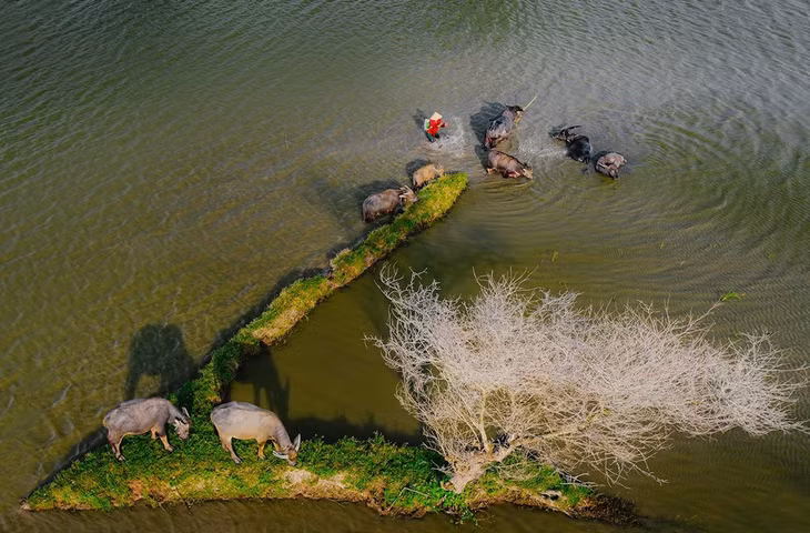Mekong Delta province exudes charm amid annual flooding season ảnh 10 Mekong Delta province exudes charm amid annual flooding season