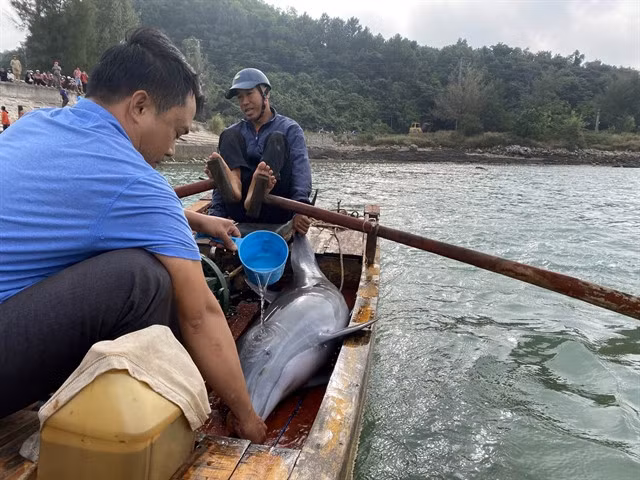 Seawater is poured on the dolphin while it is being carried to deeper water area. — VNA/VNS Photo