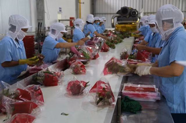 Việt Nam aimed to achieve US$5 billion worth of fruit export by 2025 and $6.5 billion by 2030. — VNA/VNS Photo Minh Trí