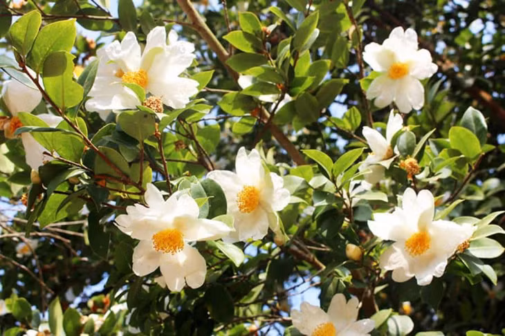So flower