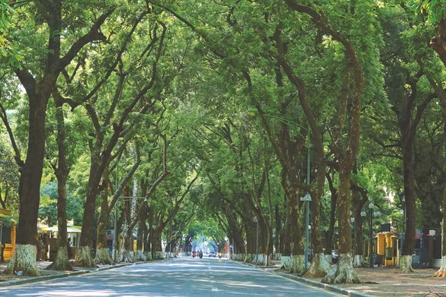 Phan Đình Phùng Street is known as one of the most romantic streets in downtown Hà Nội with ancient dracontomelum trees along the sidewalks. VNS Photo Trương Vị