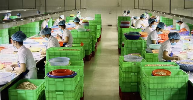 A cashew processing line for exports in the southern province of Bình Phước. VNA/VNS Hồng Nhung