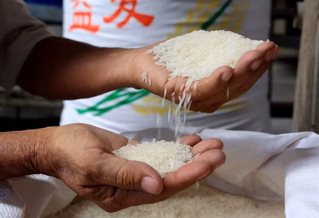 Vietnamese export rice to China. Việt Nam expects to export about 8 million tonnes of rice this year, earning more than $5 billion. —VNA/VNS Photo