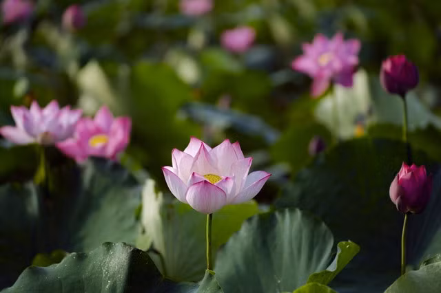 Lotus helps to reflect Việt Nam's cultural spirituality. — Photo toquoc.vn