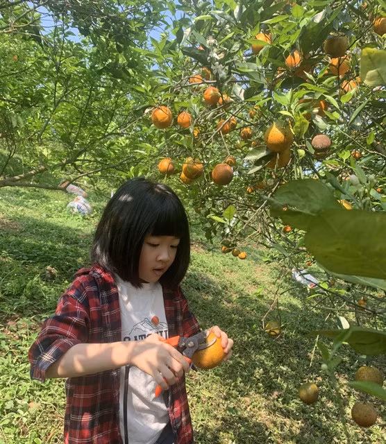 Children pick perfectly ripe oranges themselves at the Cao Phong orange orchard. – Photo courtesy of 3T Farm.