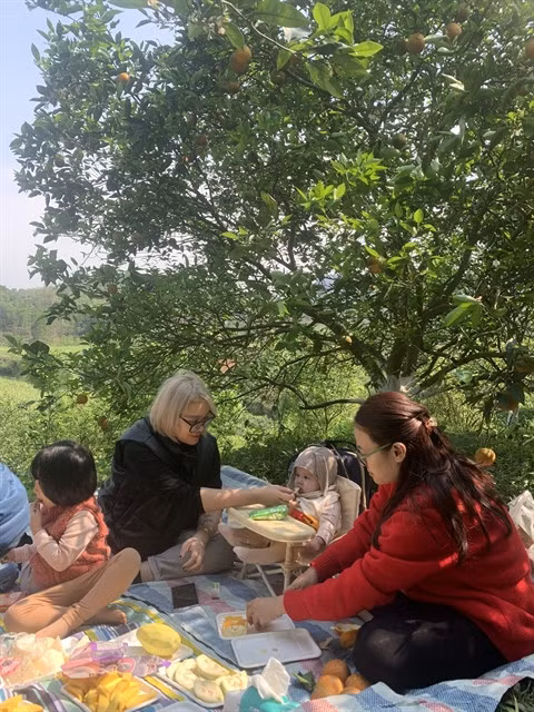 Cao Phong Orange Orchard is a perfect location for a picnic, providing a wonderful opportunity to connect with nature while spending quality time with loved ones. – Photo courtesy of 3T Farm.