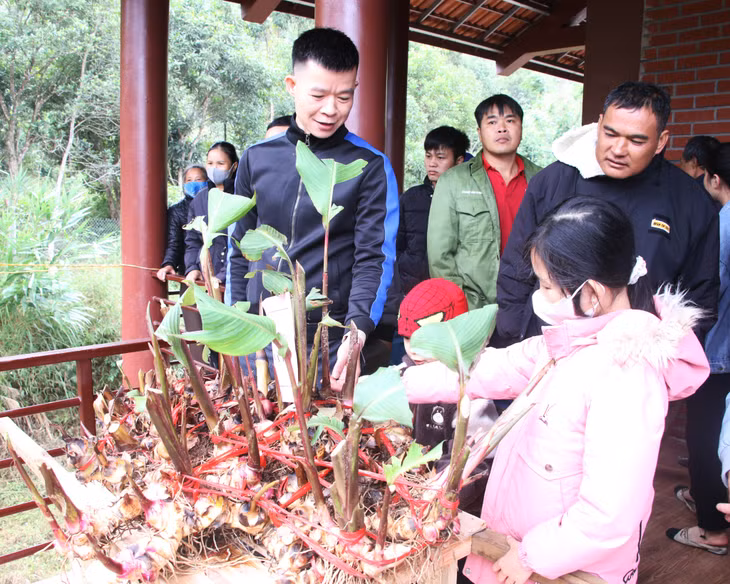Arrowroot plants are displayed at the festival.