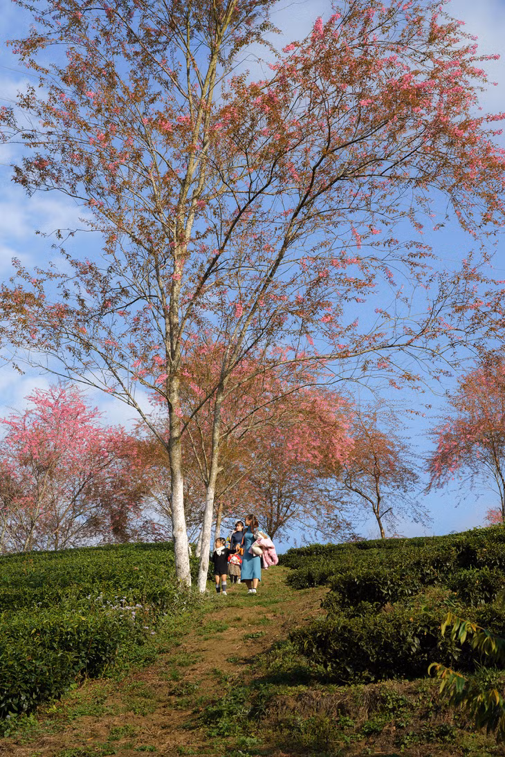 A photographer's journey to Sa Pa's cherry blossoms ảnh 9 A photographer's journey to Sa Pa's cherry blossoms
