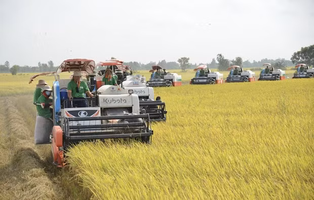 Rice exports expected to hit 5 billion USD this year hinh anh 1