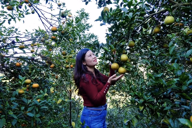 A visitor takes photos at the Cao Phong orange orchard. – VNS Photo Trần Khánh An.