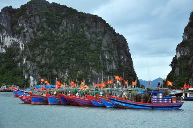 Quang Ninh works hard on fighting IUU fishing hình ảnh 1 Quang Ninh works hard on fighting IUU fishing hinh anh 1