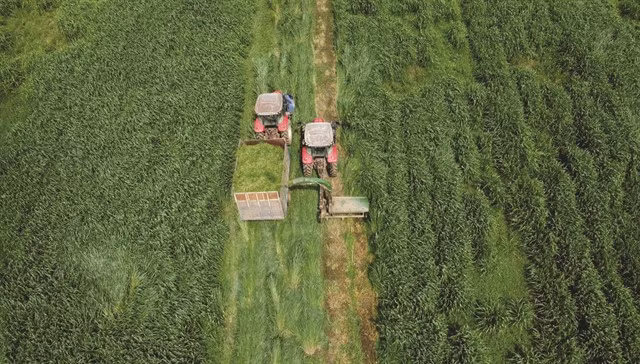 Harvesting fresh grass to process food for dairy cows in Thanh Hoá Province. To gain the competitive edge, Vietnamese enterprises must make preparations for ESG reporting which has become mainstream in the global market. — VNA/VNS Photo Vũ Sinh