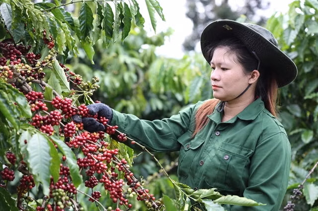 A worker of Vương Thành Công production and trading company in Đắk Lắk Province harvests coffee bean. — VNA/VNS Photo