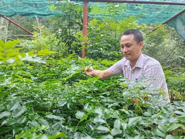 Rare native plants are cultivated at Phong Nha Kẻ Bàng botanic garden. — Photo nld.com.vn