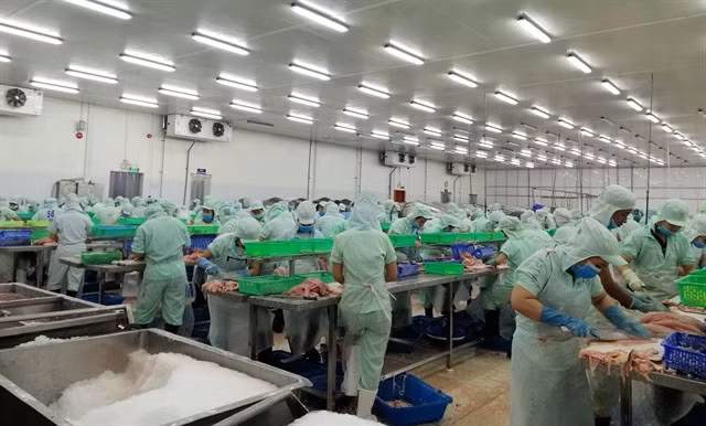 Workers are back at work after the Tết holiday in an aquatic product processing company in Đồng Tháp southern province. — VNA/VNS Photo Huỳnh Nhựt An