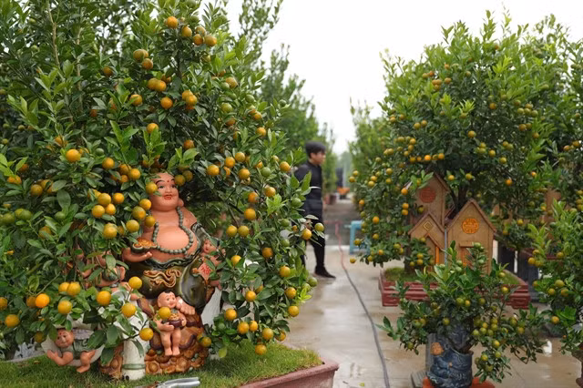 Clay pots crafted in famous pottery villages such as Phù Lãng and Bát Tràng are carefully selected by customers to match nicely with the ornamental kumquat trees. — VNA/VNS Photo Hoàng Hiếu