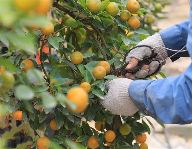 From the end of December and the beginning of January, ornamental kumquat trees are trimmed in preferable shapes. — VNA/VNS Photo Hoàng Hiếu